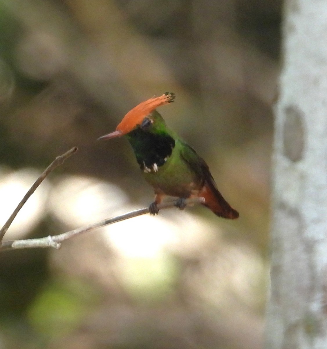 Rufous-crested Coquette - ML643387922