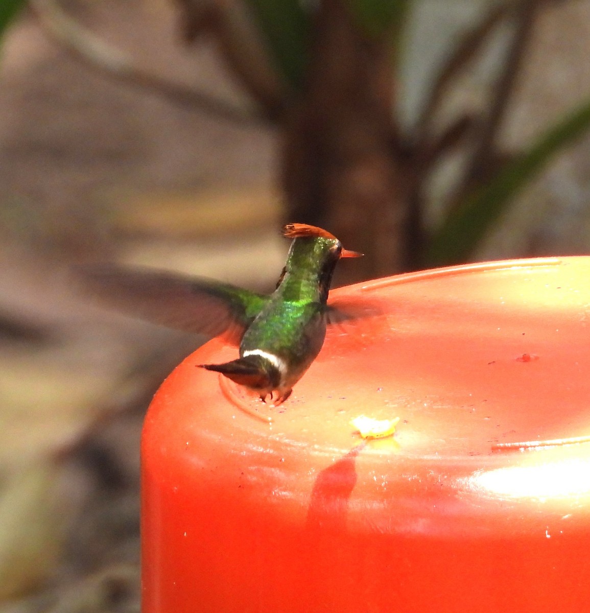 Rufous-crested Coquette - ML643387923