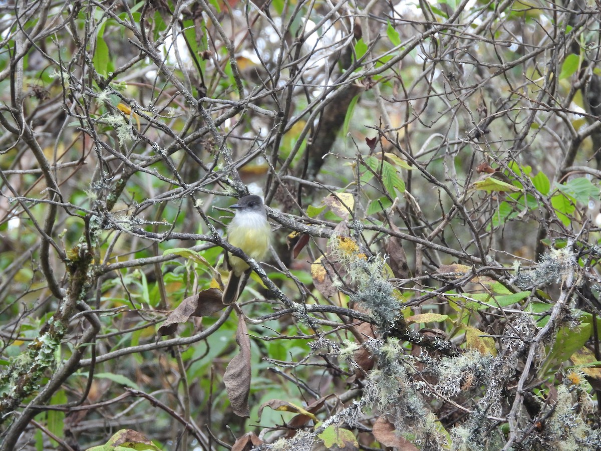 Dusky-capped Flycatcher - ML643387930