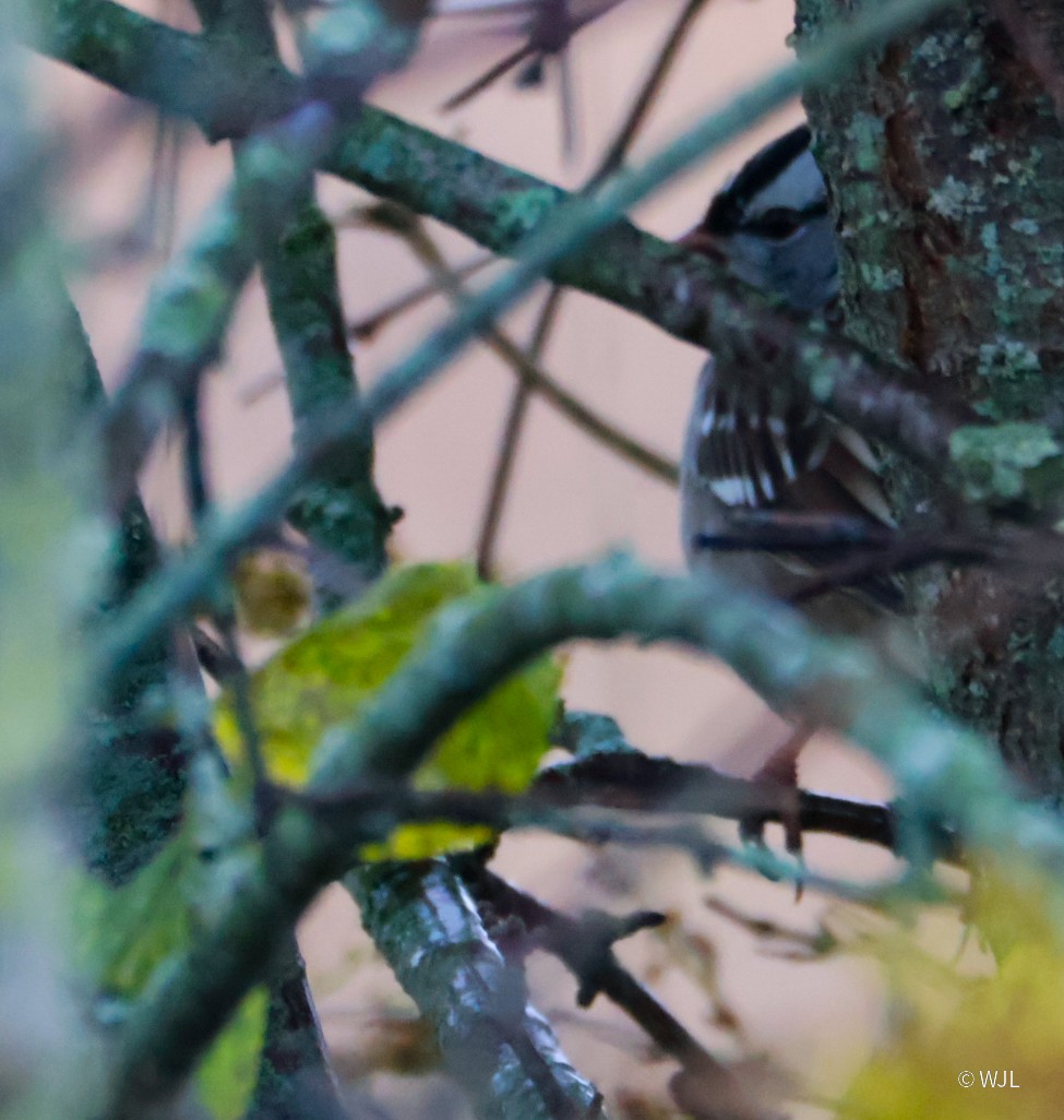 White-crowned Sparrow - ML643387939