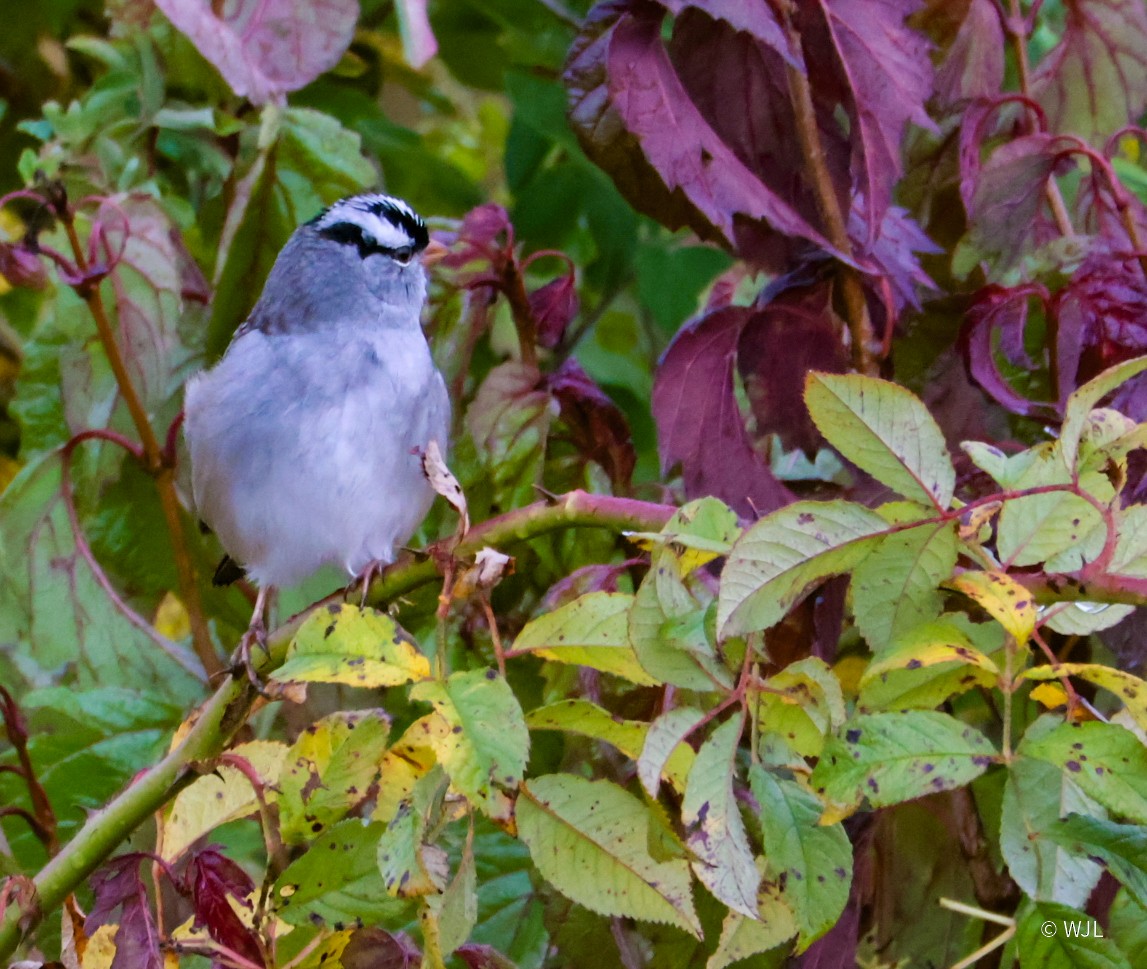 White-crowned Sparrow - ML643387940