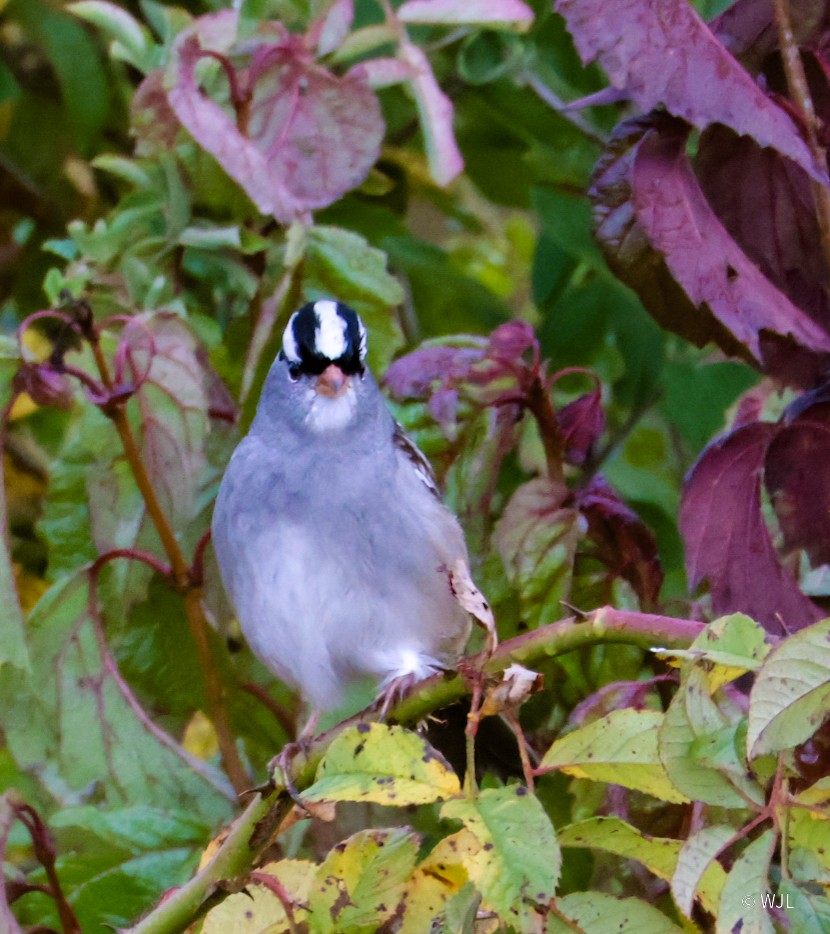 White-crowned Sparrow - ML643387941