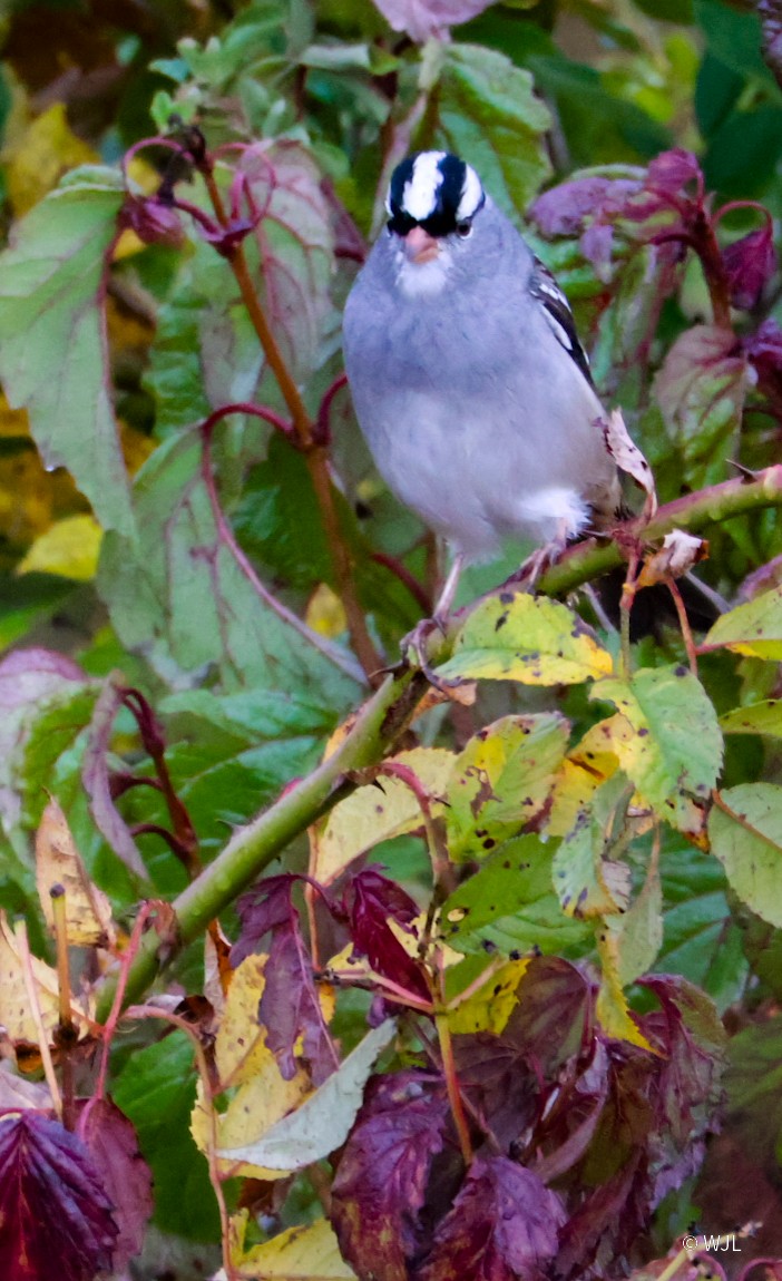 White-crowned Sparrow - ML643387942