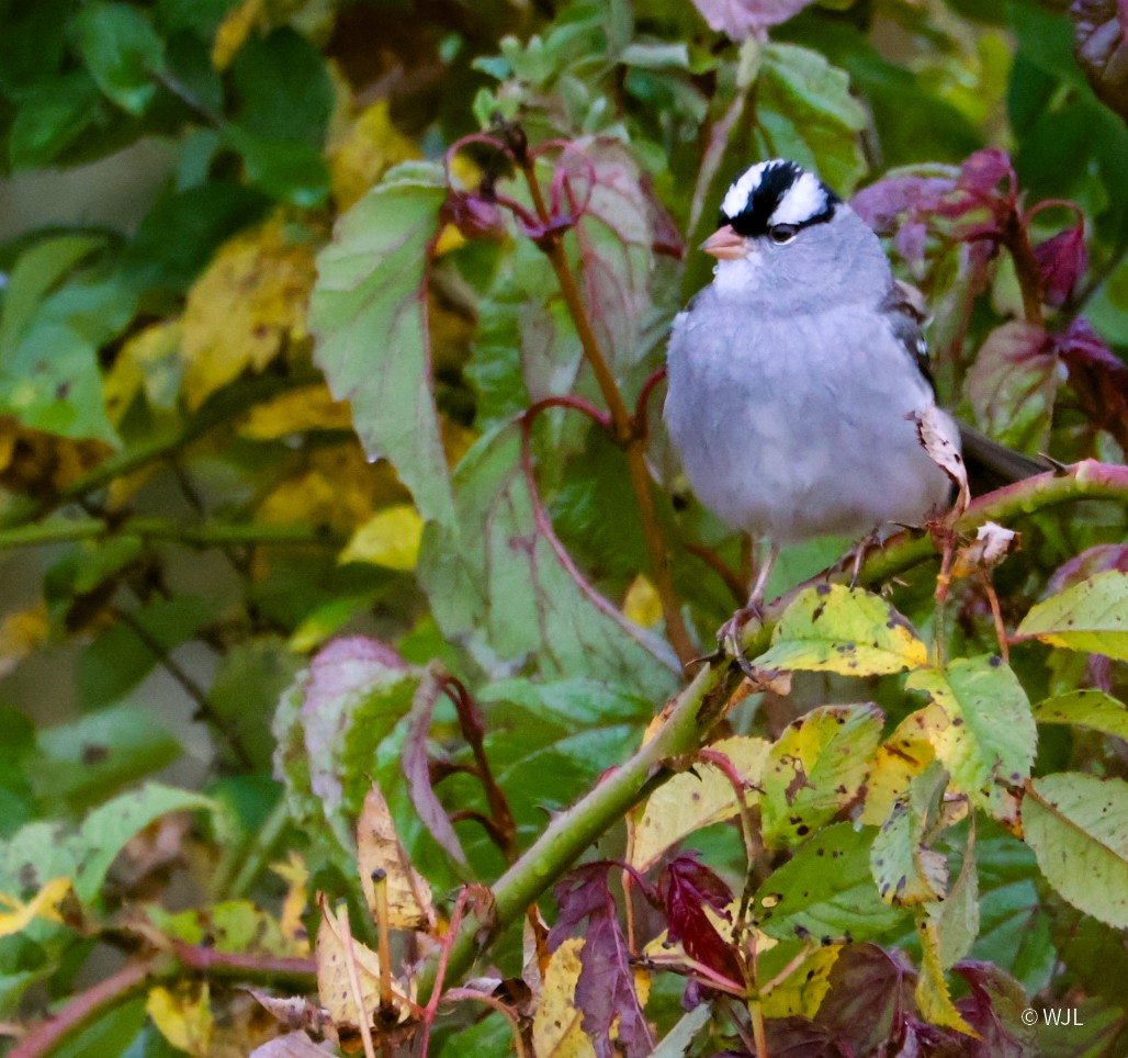 White-crowned Sparrow - ML643387943