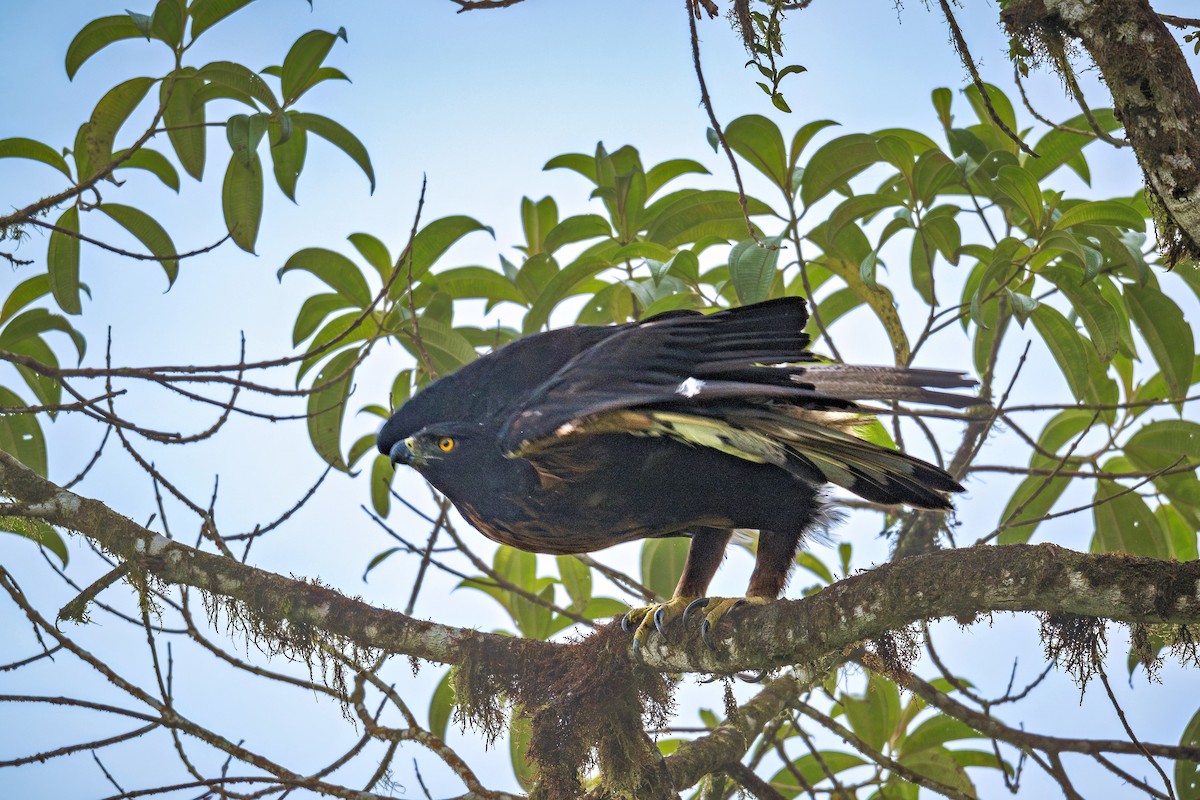 Black-and-chestnut Eagle - ML643387955