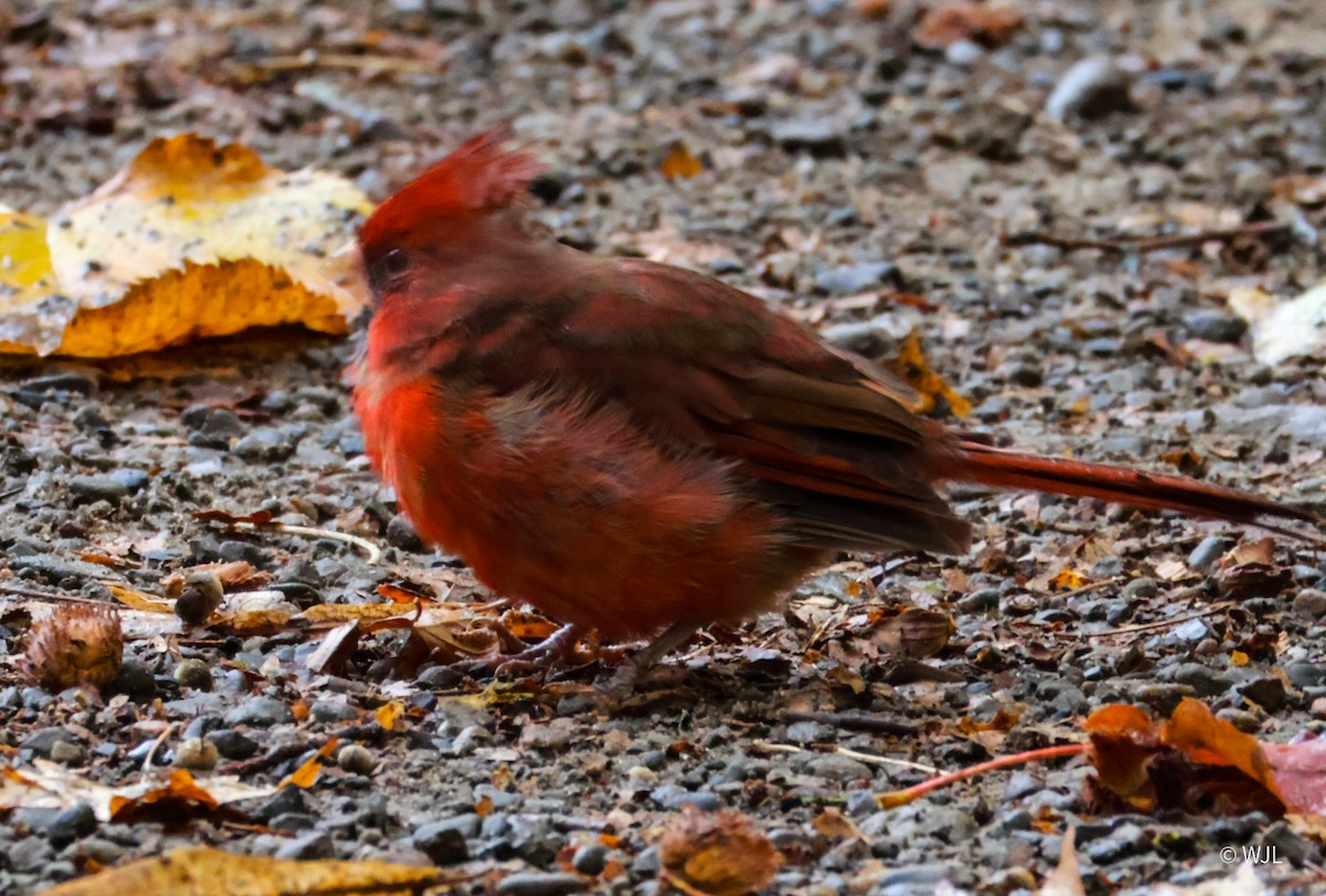 Northern Cardinal - ML643387957