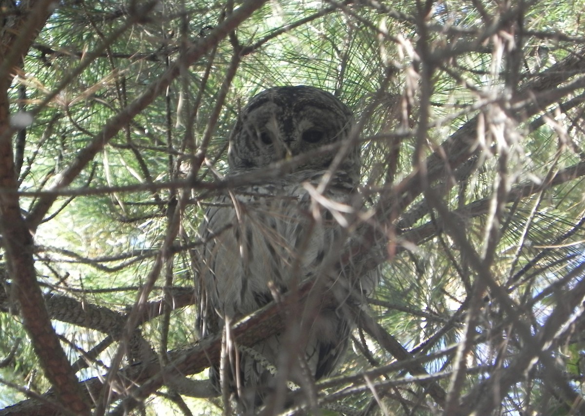 Barred Owl - ML643387963