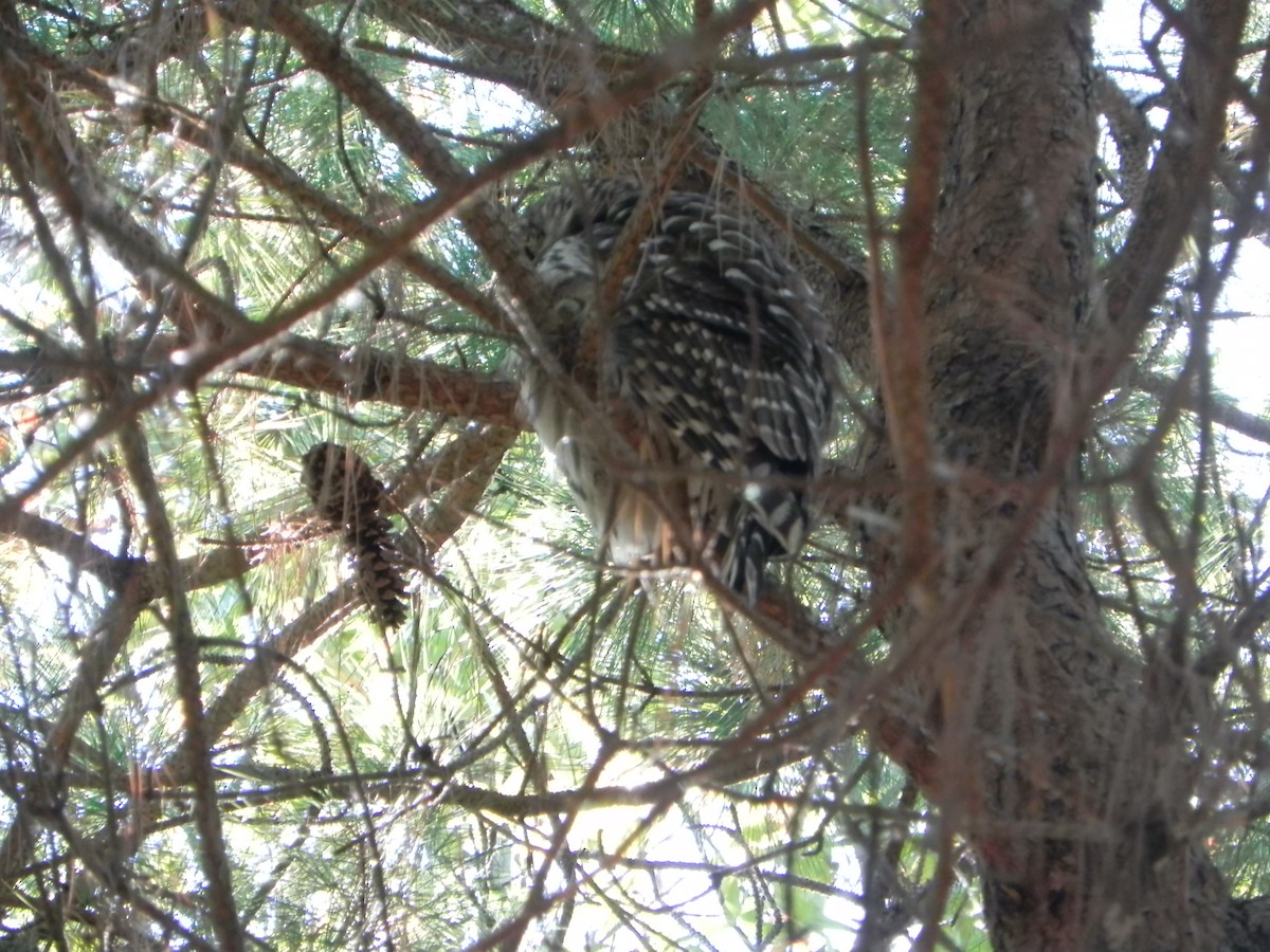 Barred Owl - ML643387965
