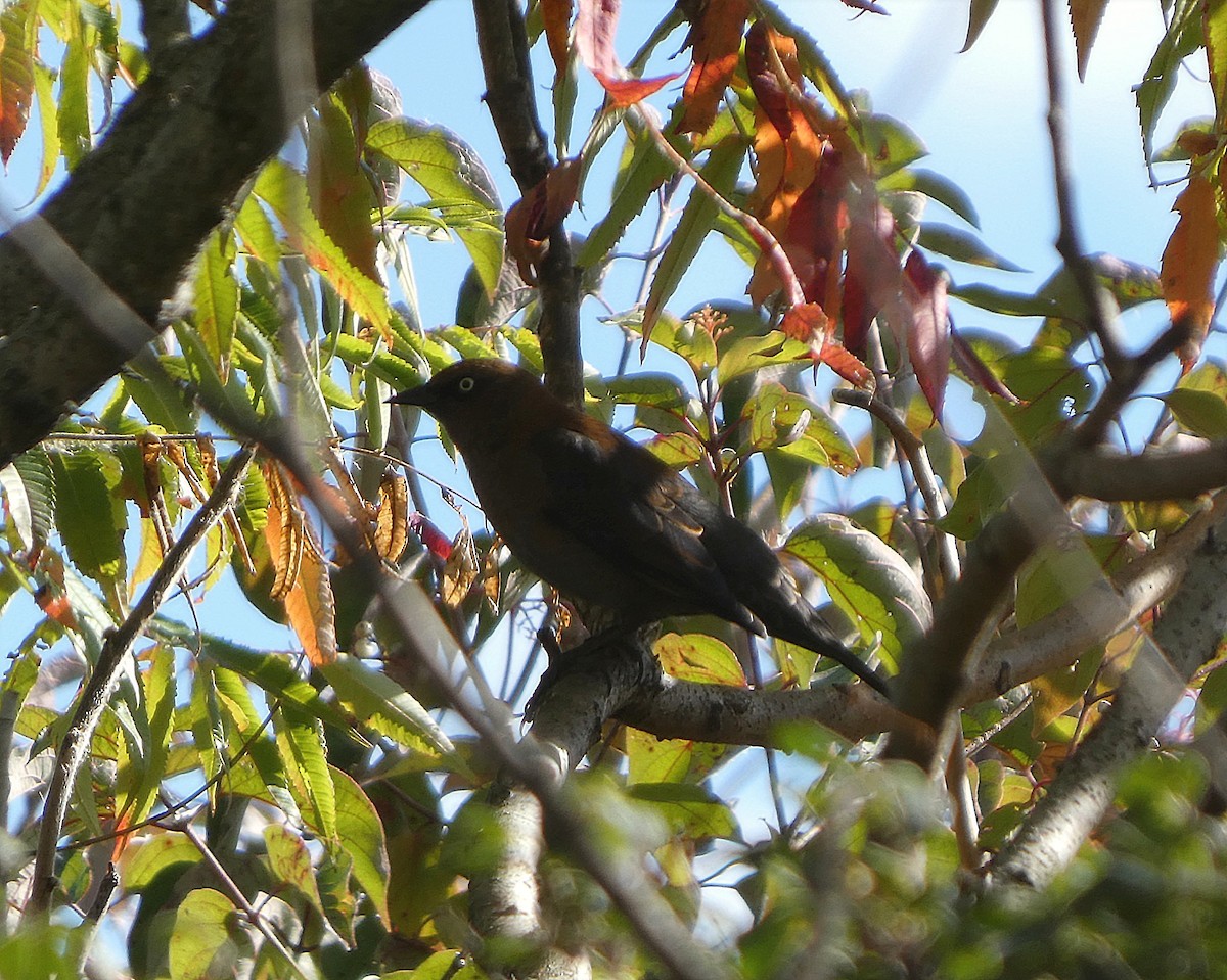 Rusty Blackbird - ML643387967