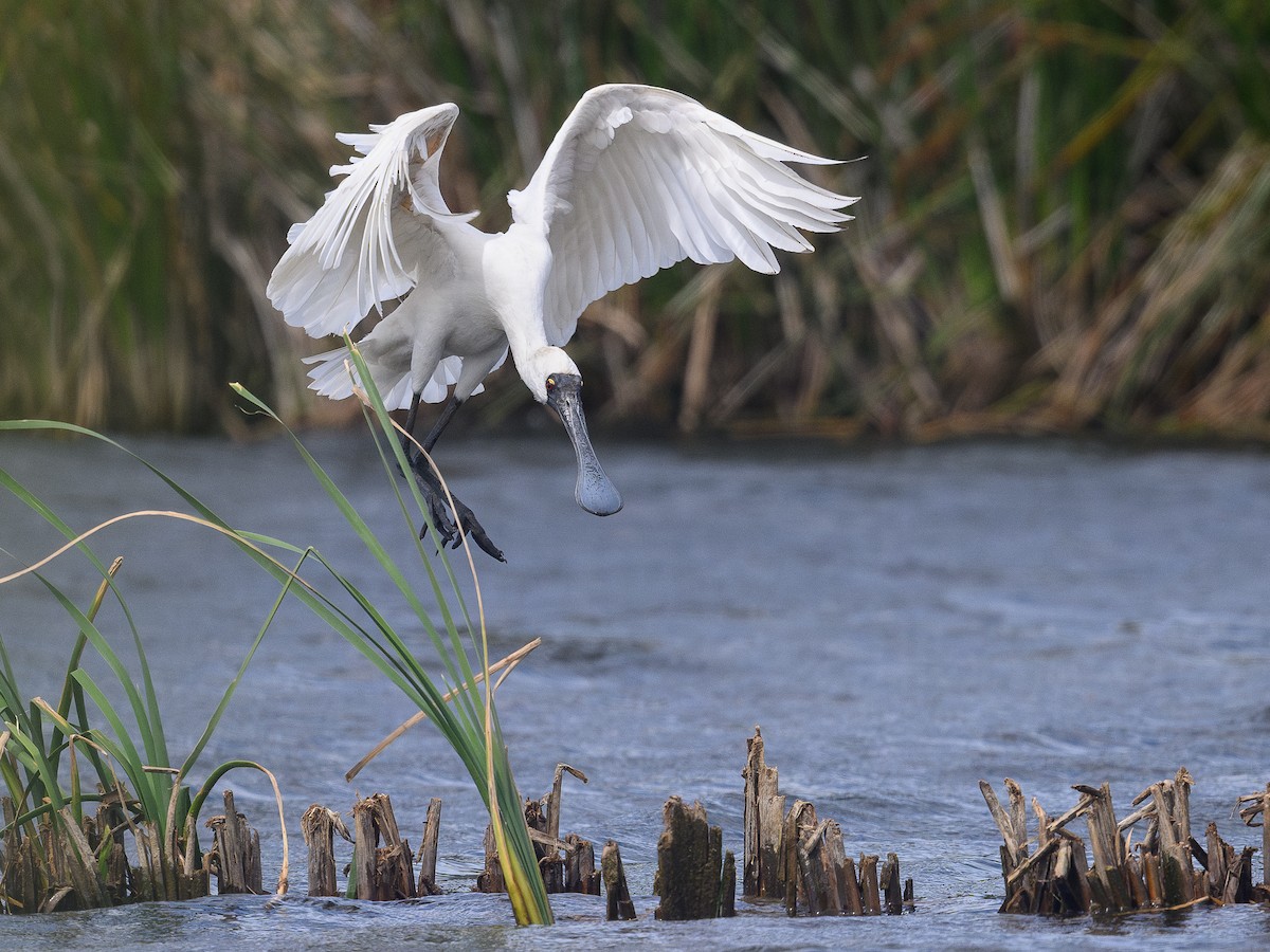 Royal Spoonbill - ML643387992