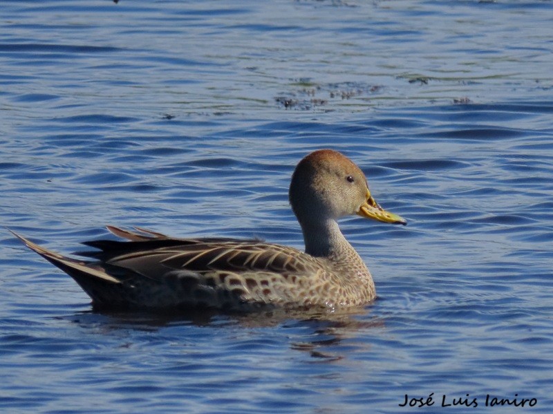 Yellow-billed Pintail - ML643388009