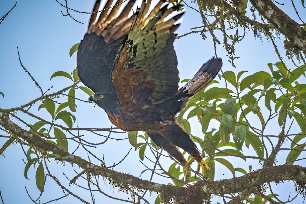 Black-and-chestnut Eagle - ML643388010