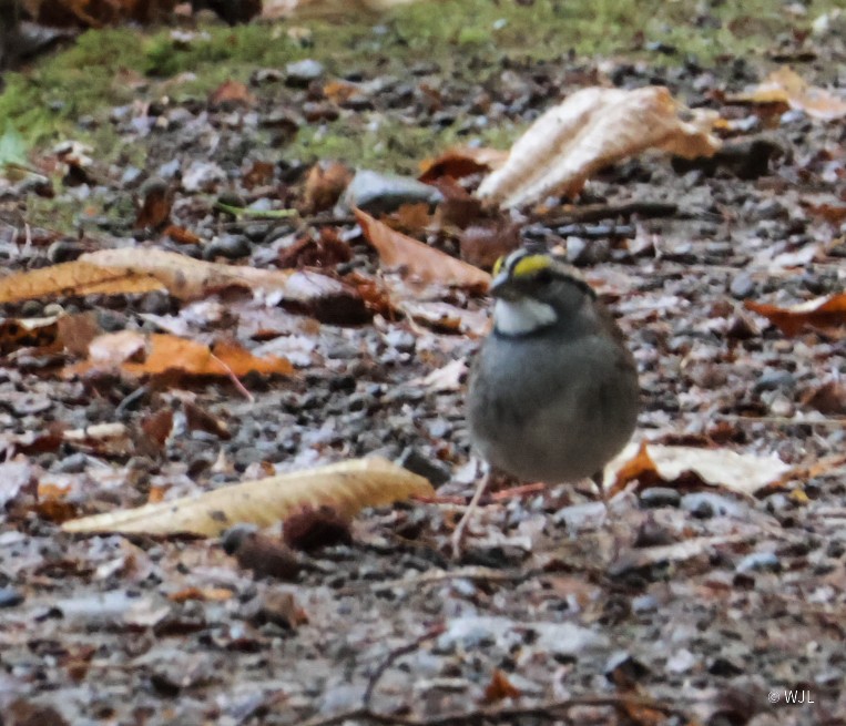 White-throated Sparrow - ML643388011