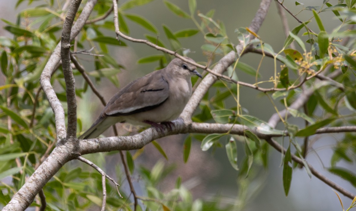 Picui Ground Dove - ML643388042