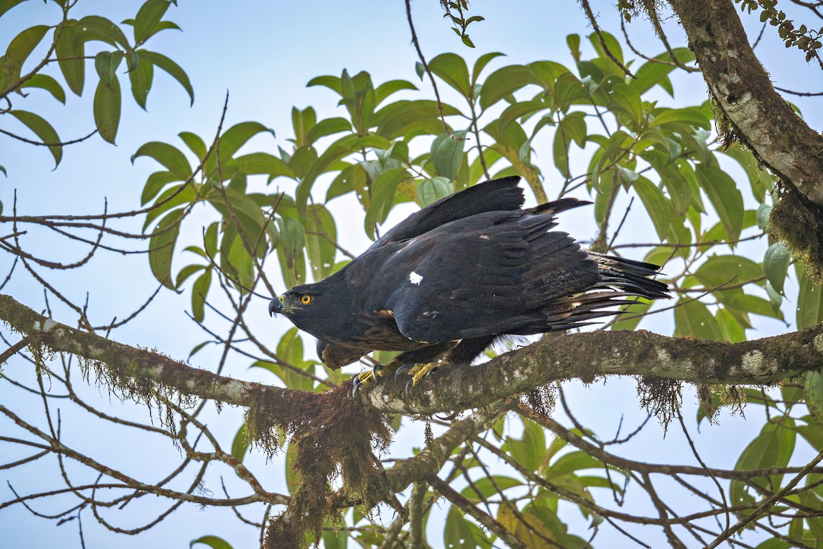 Black-and-chestnut Eagle - ML643388046