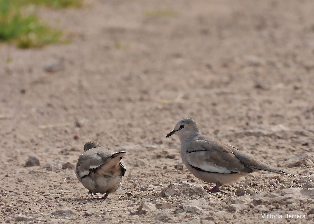 Picui Ground Dove - ML643388066