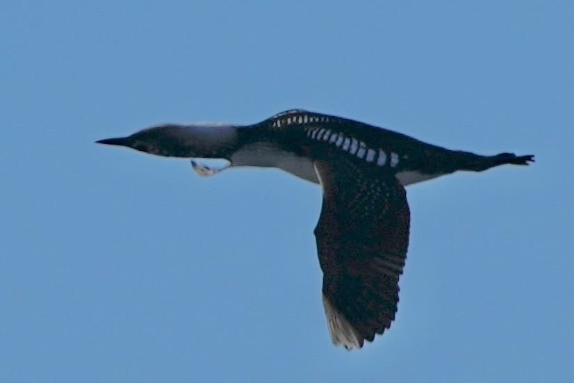 Pacific Loon - ML643388069