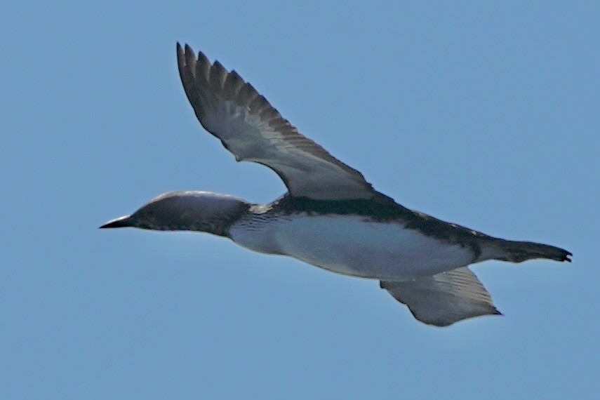 Pacific Loon - ML643388070