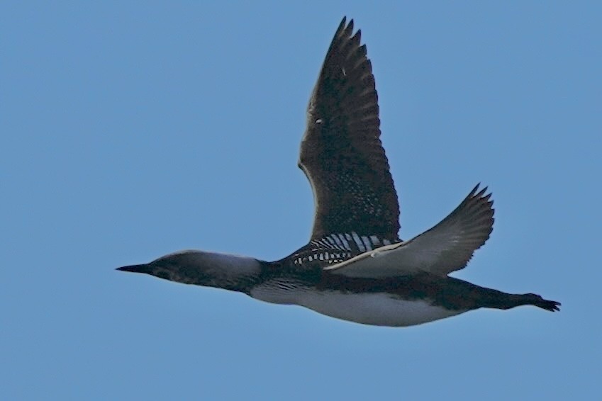 Pacific Loon - ML643388071