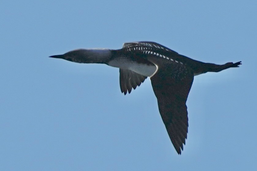 Pacific Loon - ML643388072