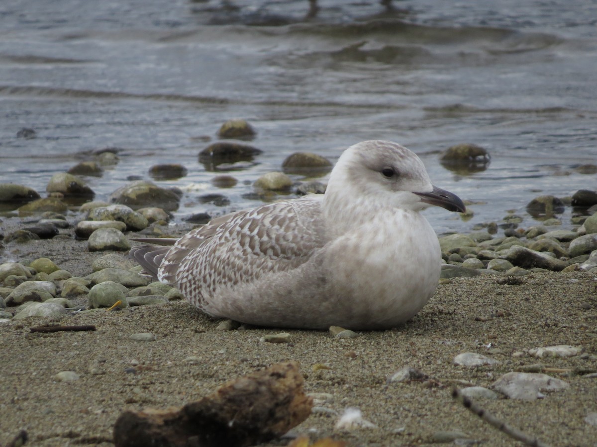 Iceland Gull (thayeri/kumlieni) - ML643388075
