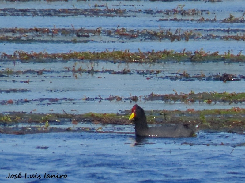 Red-fronted Coot - ML643388091