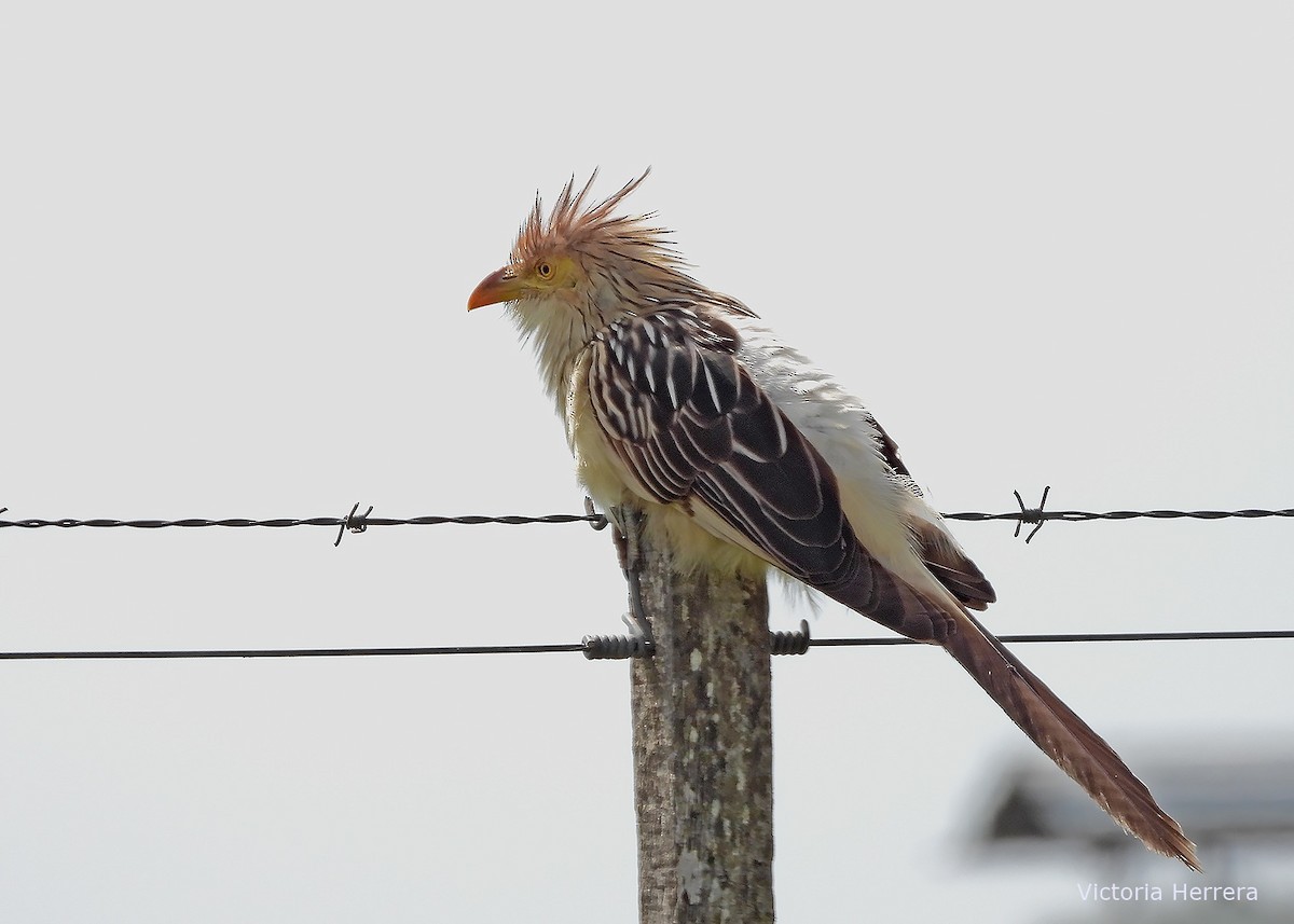 Guira Cuckoo - ML643388099