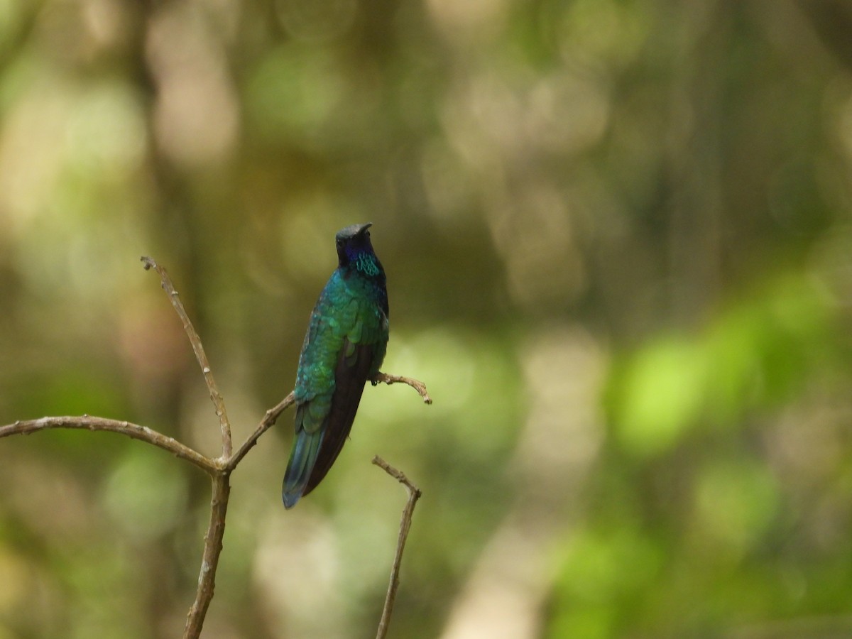 Sparkling Violetear - ML643388120