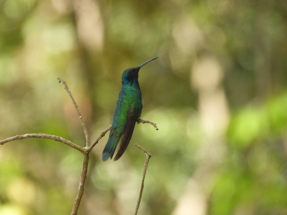 Sparkling Violetear - ML643388121