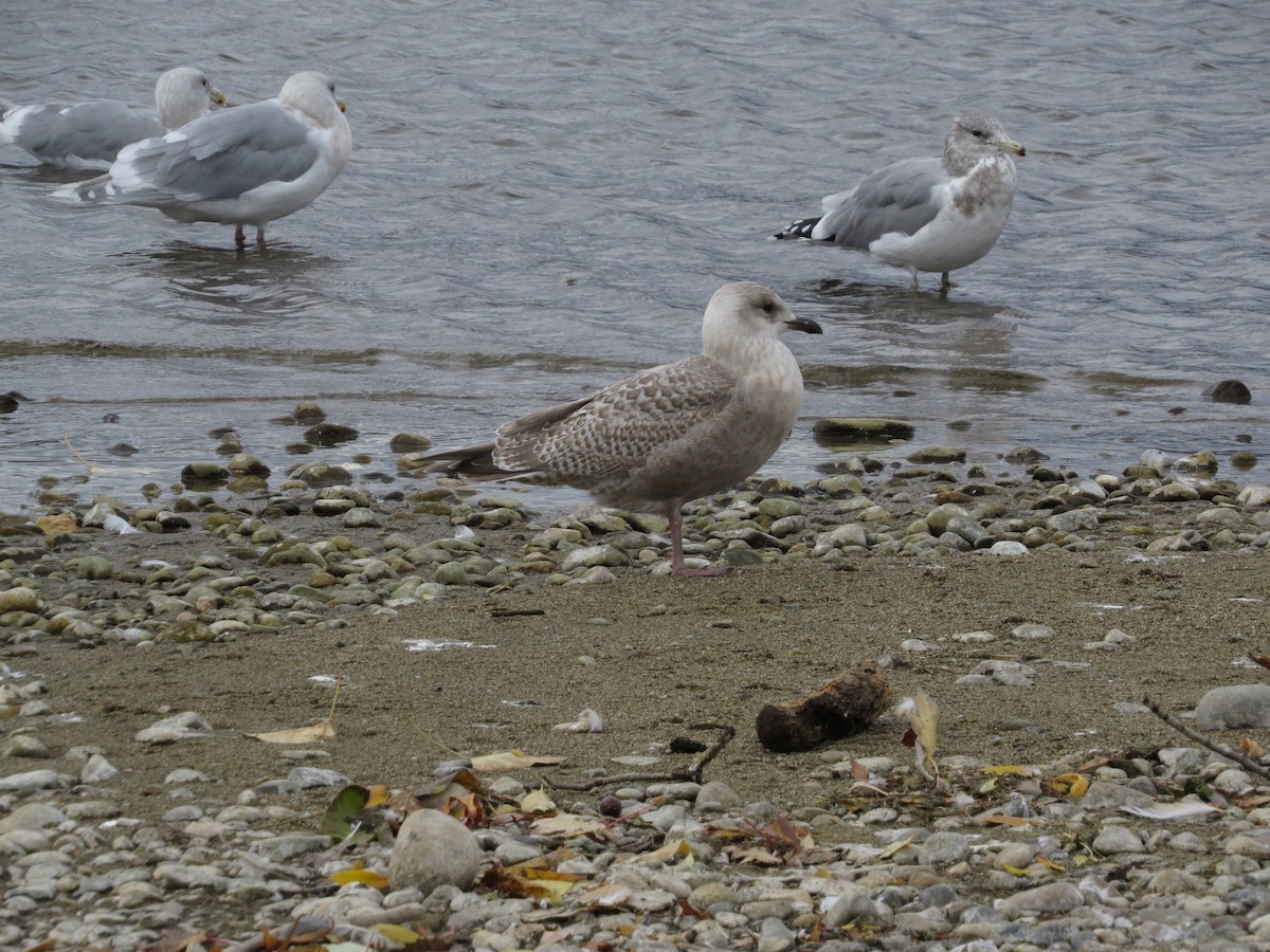 Iceland Gull (thayeri/kumlieni) - ML643388151
