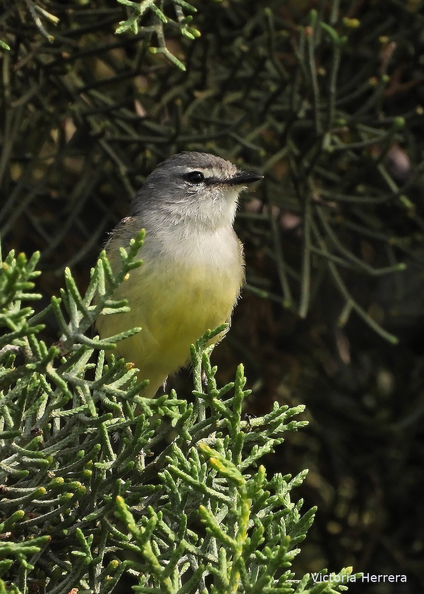 White-crested Tyrannulet - ML643388157