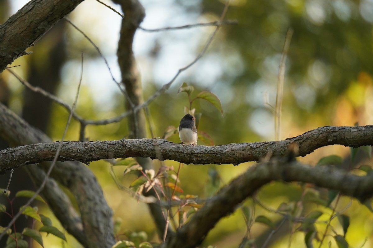 Dark-eyed Junco - ML643388161