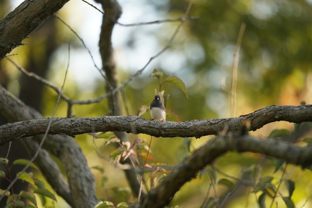 Dark-eyed Junco - ML643388162