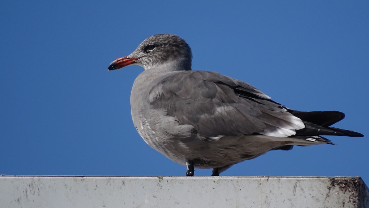 Heermann's Gull - ML643388175