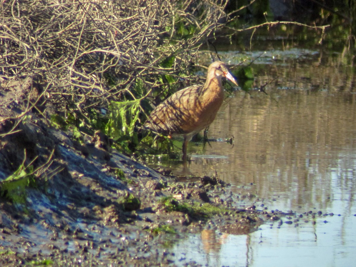 Ridgway's Rail - ML643388185