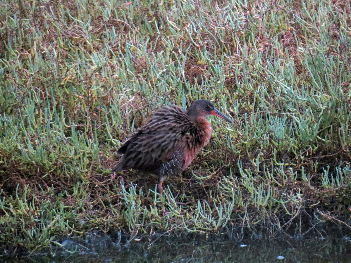 Ridgway's Rail - ML643388187