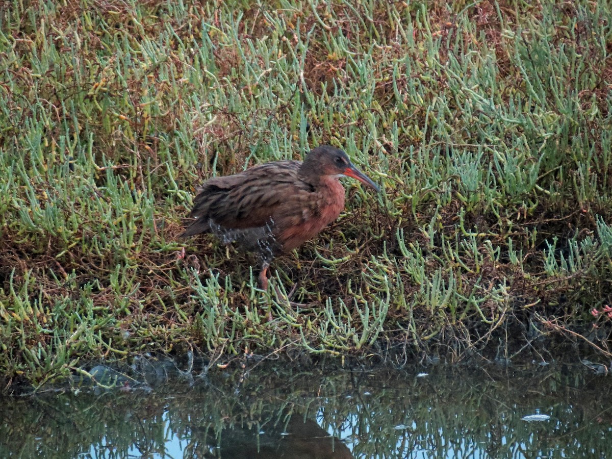 Ridgway's Rail - ML643388188