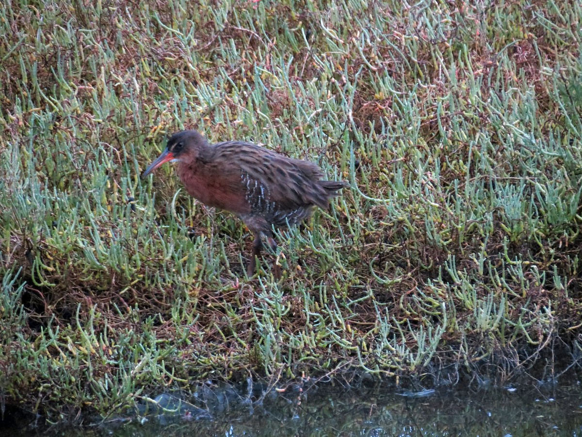 Ridgway's Rail - ML643388189