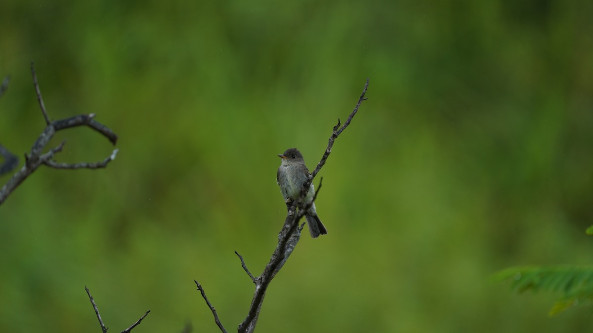 Contopus sp. - ML643388196