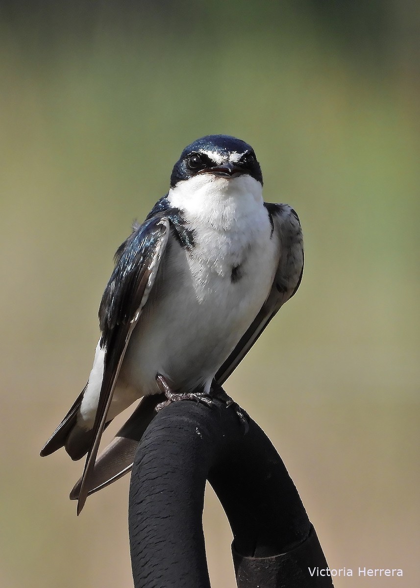 White-rumped Swallow - ML643388200