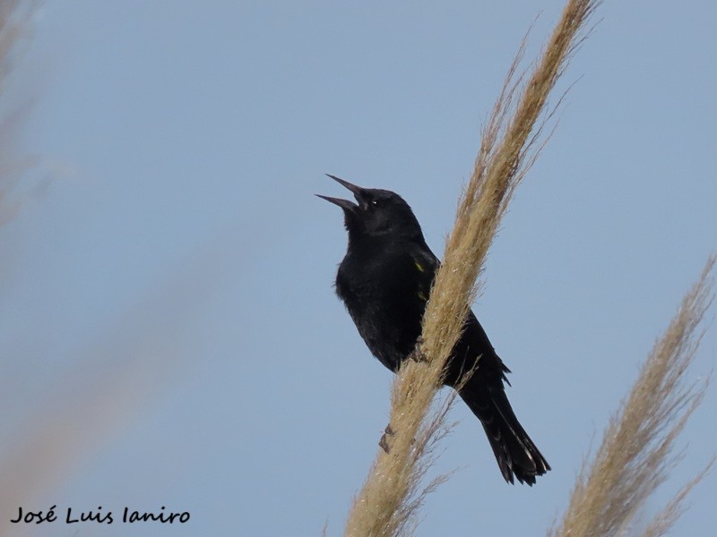 Yellow-winged Blackbird - ML643388211