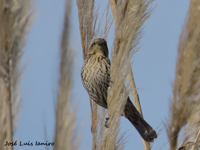 Yellow-winged Blackbird - ML643388213