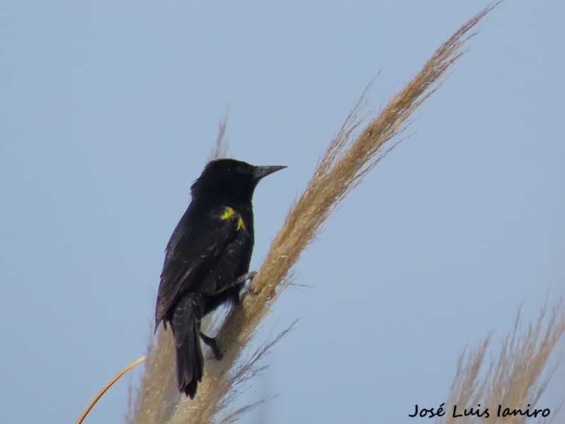 Yellow-winged Blackbird - ML643388214