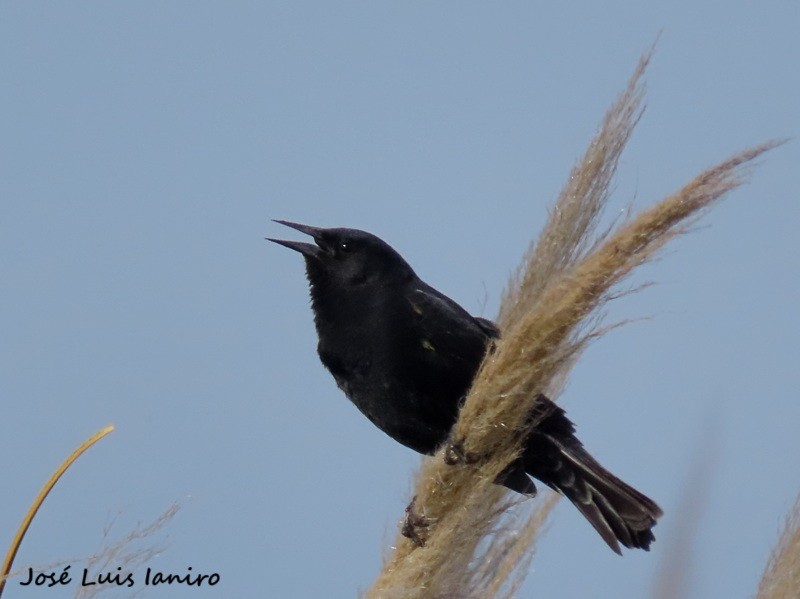 Yellow-winged Blackbird - ML643388215