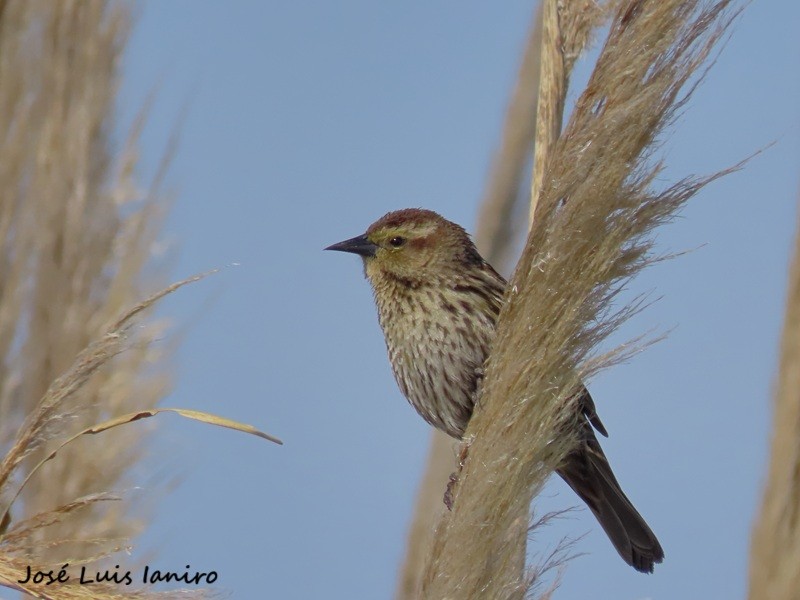 Yellow-winged Blackbird - ML643388216
