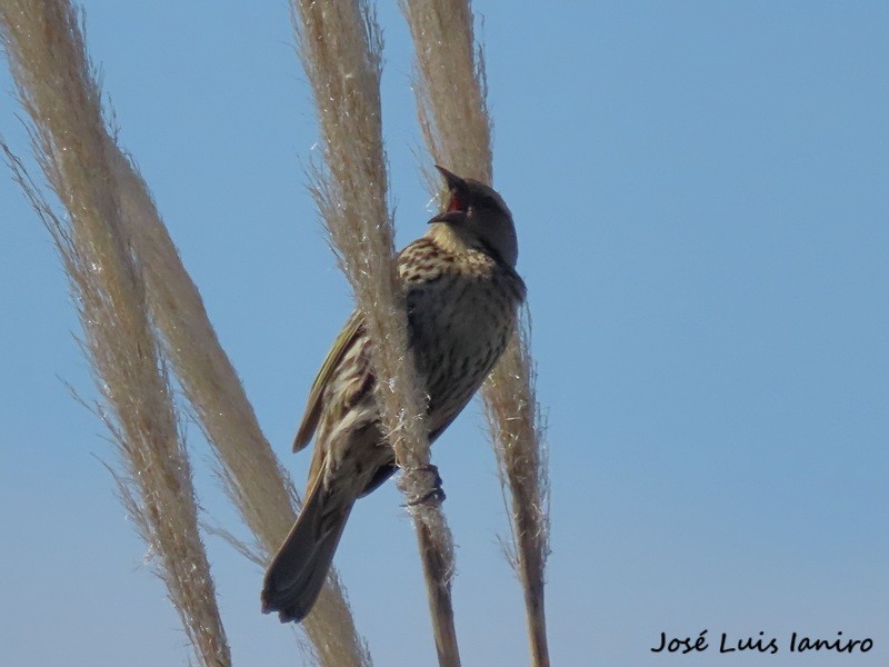Yellow-winged Blackbird - ML643388217