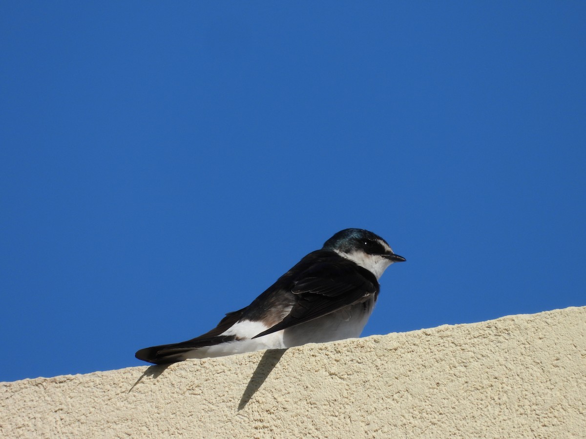 White-rumped Swallow - ML643388227