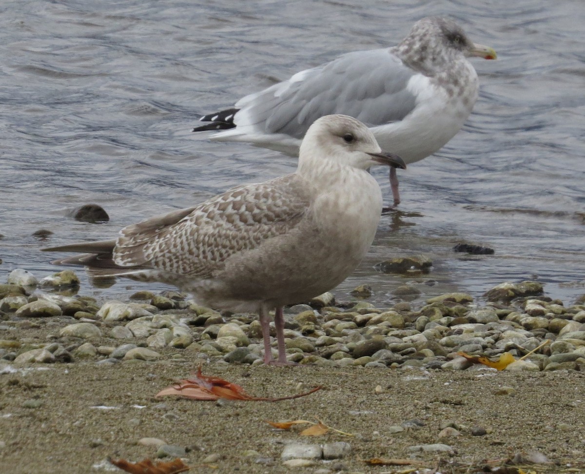 Iceland Gull (thayeri/kumlieni) - ML643388238