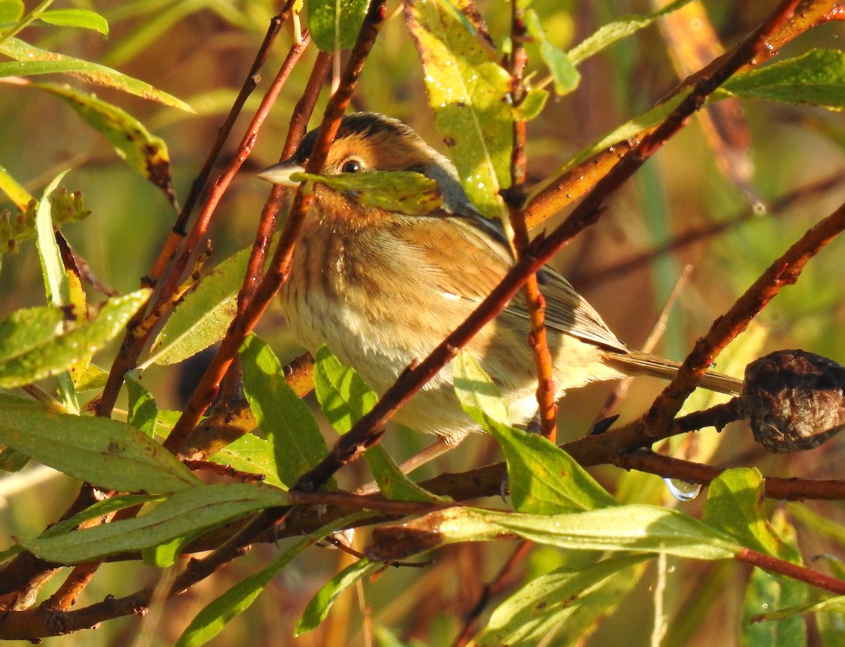Nelson's Sparrow - ML643388272