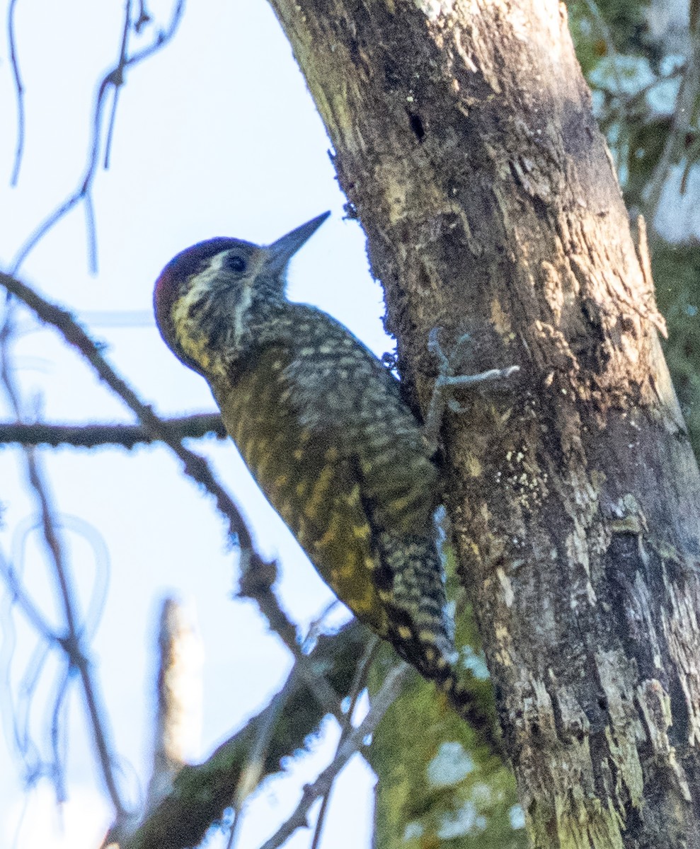 White-spotted Woodpecker - ML643388305
